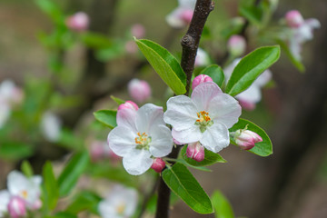 Beautiful Apple flower blossom blooms in garden plantation