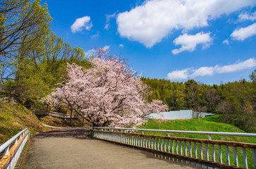 服部緑地・橋の向こう側の桜