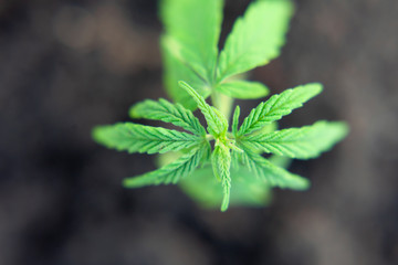 Close up macro of green hemp, ganja leaves. CBD oil concept on a blurred background. Young cannabis plants