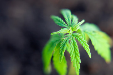 Close up macro of green hemp, ganja leaves. CBD oil concept on a blurred background. Young cannabis plants