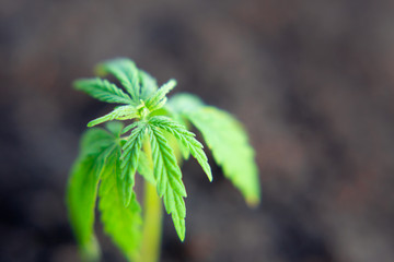 Small plant of cannabis seedlings at the stage of vegetation planted in the ground, cultivation in an indoor marijuana for medical purposes. Macro of green hemp, CBD oil concept on blurred background