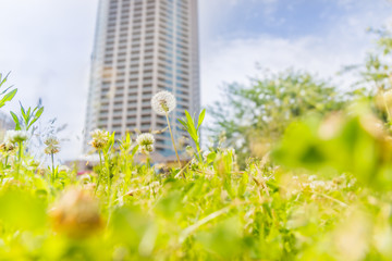 都会の公園に咲くたんぽぽ