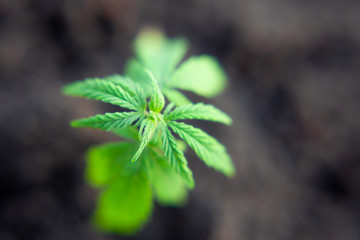 Small plant of cannabis seedlings at the stage of vegetation planted in the ground, cultivation in...