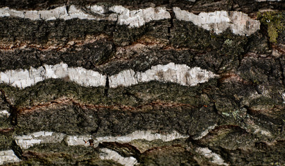 Tekstura z drzewa - brzoza © andsko