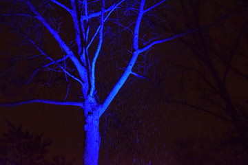 Baum in Blau  4