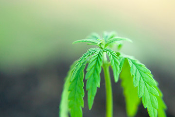 Close up macro of green hemp, ganja leaves. CBD oil concept on a blurred background. Young cannabis plants