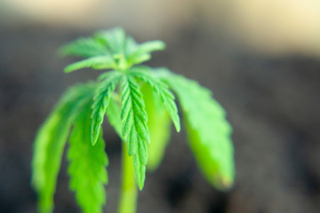 Small plant of cannabis seedlings at the stage of vegetation planted in the ground, cultivation in...