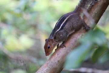 Thinking indian backyard squirrel
