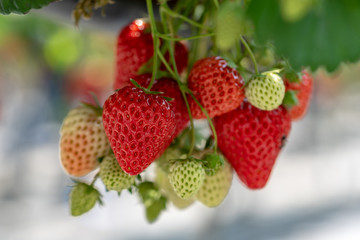 Strawberry farm, Strawberry picking