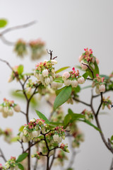 Blueberry Tree and White flower