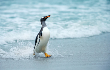 Gentoo penguin coming ashore from the ocean