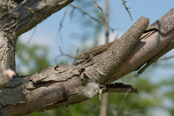 lucertola sopra un albero al sole