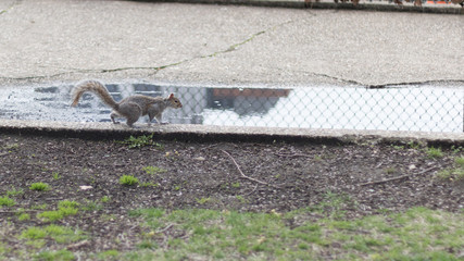 Squirrel walking in garden park.