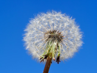 ripe fragile dandelion with blue sky