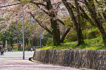大阪豊中・桜の咲く服部緑地の風景