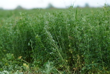 Green Alfalfa Field - Alfalfa Flowers