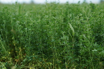 Green Alfalfa Field - Alfalfa Flowers