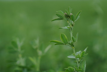 Green Alfalfa Field - Alfalfa Flowers