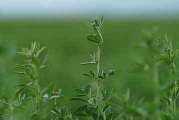 Green Alfalfa Field - Alfalfa Flowers