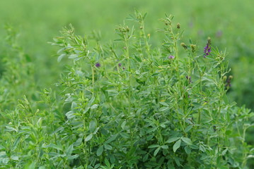 Green Alfalfa Field - Alfalfa Flowers