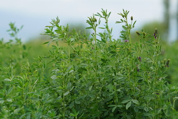 Green Alfalfa Field - Alfalfa Flowers