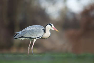 Close-up of a grey heron in wetlands
