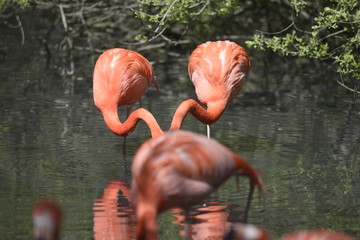 flamingo in water
