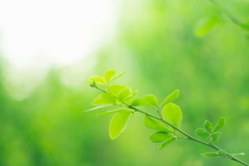 Soft focus green leaves on blur nature background with morning light