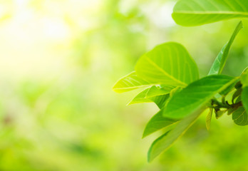 Soft focus green leaves on blur nature background with morning light