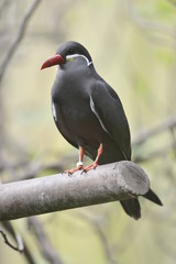 uccello