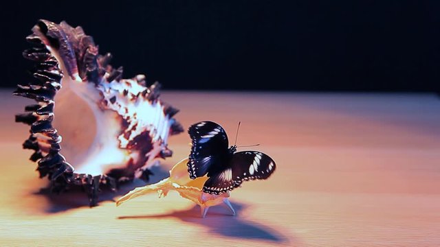 sea shell butterfly table dark background hd footage 