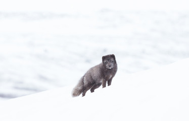 Close up of an Arctic fox in winter