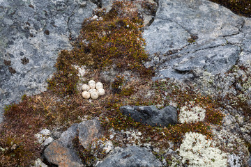 Gelege eines Schneehuhns - Grönland
