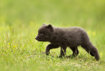 Close up of Arctic Fox cub in meadow
