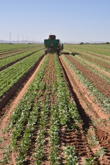 Arizona harvest of radish field