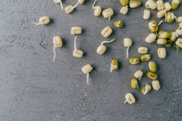 Horizontal shot of sprouted mung beans for your healthy eating isolated over grey background with copy space. Flat lay. Healthy grams