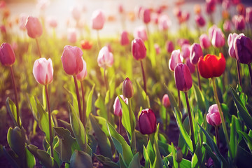 Beautiful pink, red and crimson tulips grow in the clearing, illuminated by the bright rays of the sunset