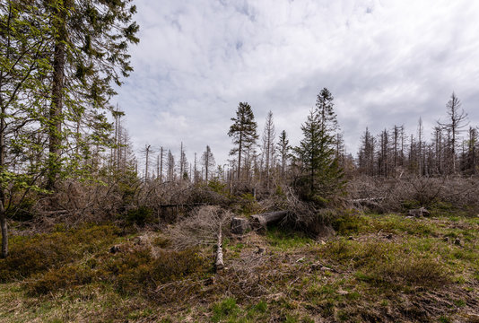 Toter Wald, dead Forrest.