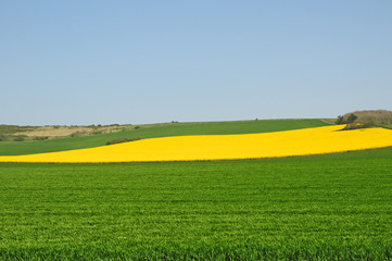 Fototapeta na wymiar Campagna e campi di colza a a hervelinghen, Pas-de-Calais, Hauts-de-France