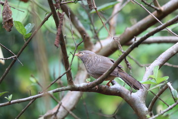 Bird sitting in backyard tree branch
