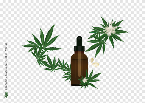 A Vector Of Pure Extract Oil From Cannabis Or Marijuana Flower And Leaf On Transparency Background With CBD Strain For Medical Treatment By Drop Under The Tongue