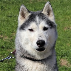 portrait of siberian husky