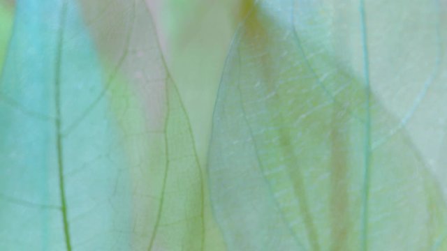Background from skeleton tree leaf close up.