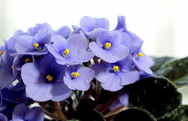  Little blue violet flowers. Potted flowers in the pot.