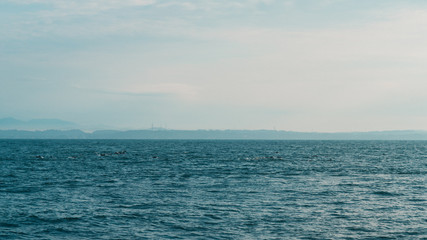 Obraz premium Hundreds of dolphins swimming next to our boat in Mirissa, Sri Lanka