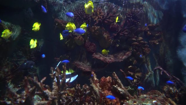 Yellow and yellow blue tang fish swimming in a big marine aquarium with pink coral rock. Many of small regal tang fish floating in big aquarium
