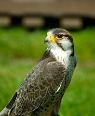 Lanner Falcon