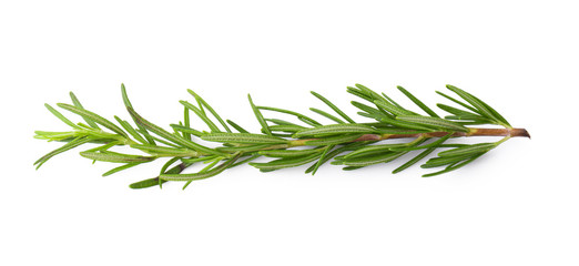 Fresh Rosemary isolated on a white background