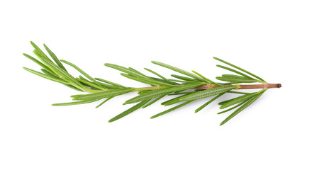 Fresh Rosemary isolated on a white background