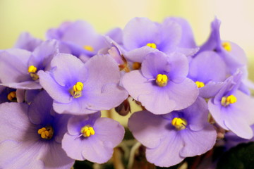  Little blue violet flowers. Potted flowers in the pot.